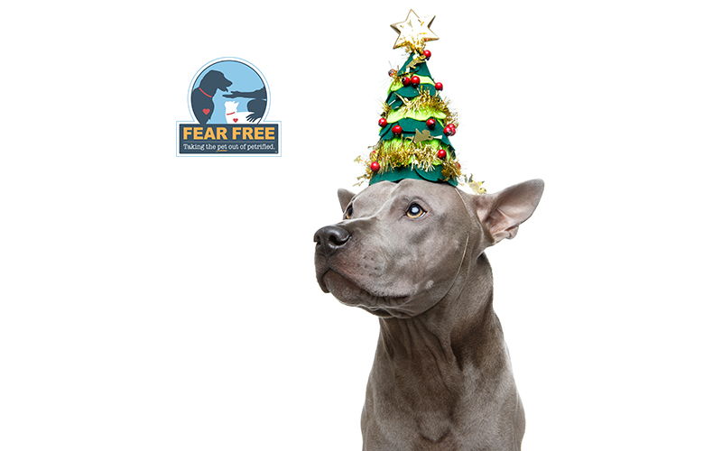 New Years Activity tips for dogs for a Fear Free celebration