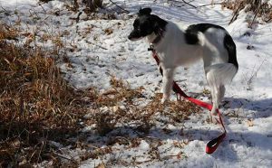 Luna chasing in the snow