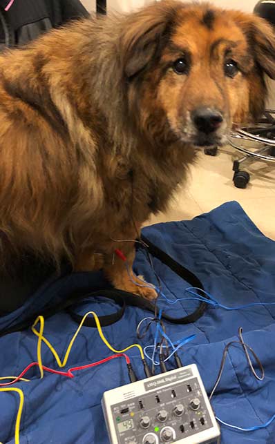 Acupuncture-for-pain-relief-in-dogs Acupuncture-for-pain-relief-in-dogs