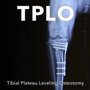 TPLO