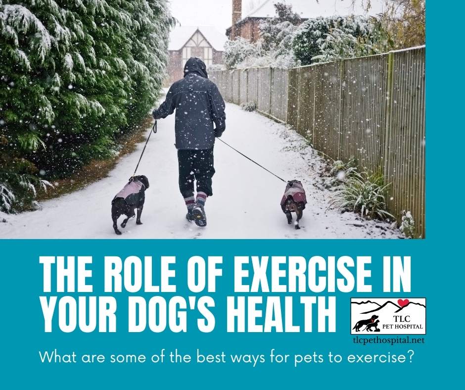 The Role of Exercise in Your Dog's Health