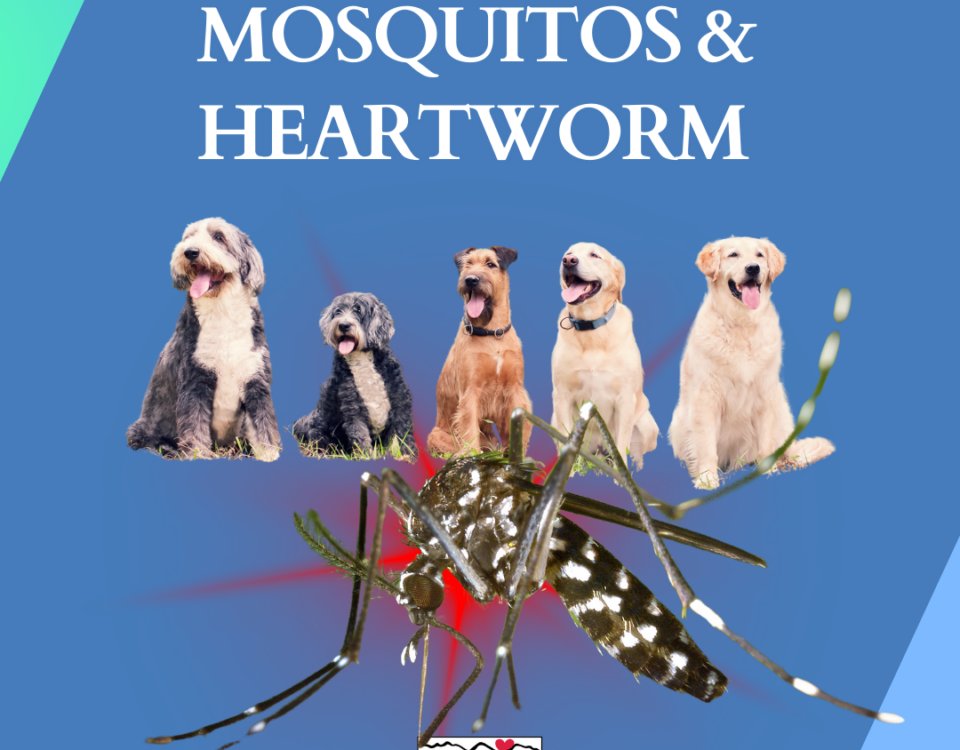 Mosquitos and Heartworm